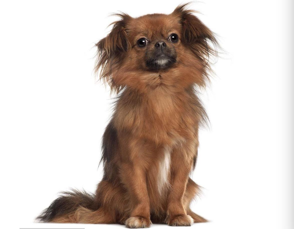 雪域高原西藏的辉煌历程